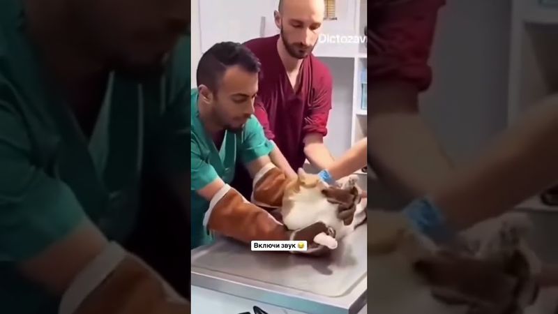 Эээ отцепитесь 🐱😼😼😾#прикол #юмор #смешнойшортс #cat #кот #шортс #кошки #лол