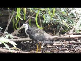 Jal Murghi or White-breasted Waterhen in dirty drain water (what was once a lovely Aravalli stream)