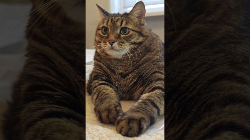 Упадок или подъём? 🤔🙀😉🤣 #cat #кот #юмор #юмордлявзрослых #котушка #приколы #цитаты #позитив