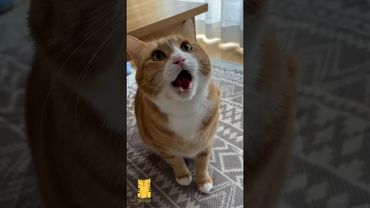 Funny Cat & Cute Kittens627😻 #shorts #kucing #kucinglucu #funny #pet #cat #foryou #viral #viralvideo