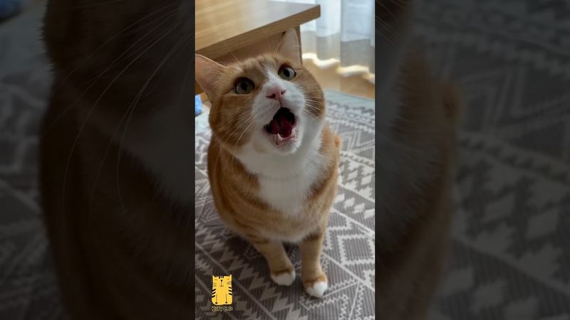 Funny Cat & Cute Kittens627😻 #shorts #kucing #kucinglucu #funny #pet #cat #foryou #viral #viralvideo