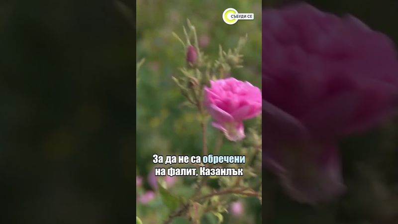 Учени откриха, че розовото масло може да подмладява #novatv #розовомасло #събудисе
