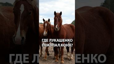 Лукашенко купил жеребца! | Кто выбирал имя лошади? #shorts