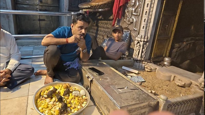 Kutsal Fare Tapınağına Gittim | Farelerin Yiyeceklerinden  Yediler ~ 25.000 Fare var