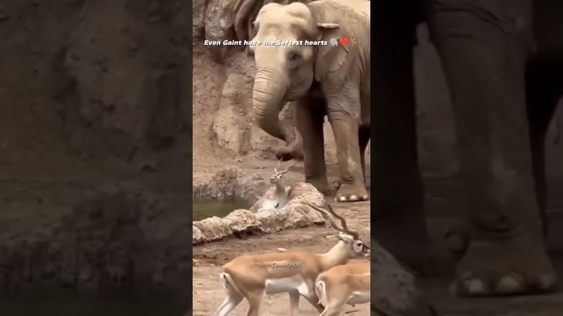 Elephant Saves a Deer Stuck in Pond 🐘❤️ | Heart Touching Wildlife Moment #shorts #elephant #love