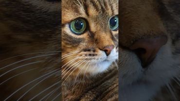 Деньги не главное 💸🙀😉🤣 #cat #кот #юмор #котушка #приколы #позитив #популярное #цитаты