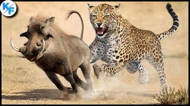 Леопард в Деле. Бесшумный охотник уничтожает своих жертв за секунды.