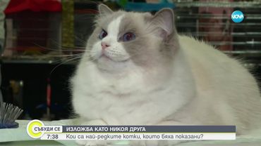 Показват редки котки на изложба в София