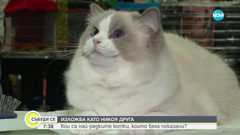 Показват редки котки на изложба в София