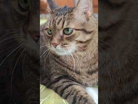 Можно и пропустить 🤔😉🙀🤣 #cat #кот #юмор #котушка #приколы #цитаты