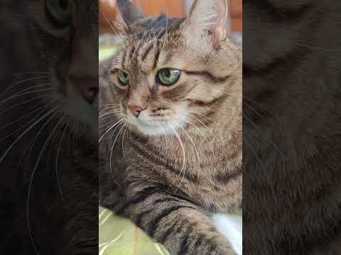 Можно и пропустить 🤔😉🙀🤣 #cat #кот #юмор #котушка #приколы #цитаты