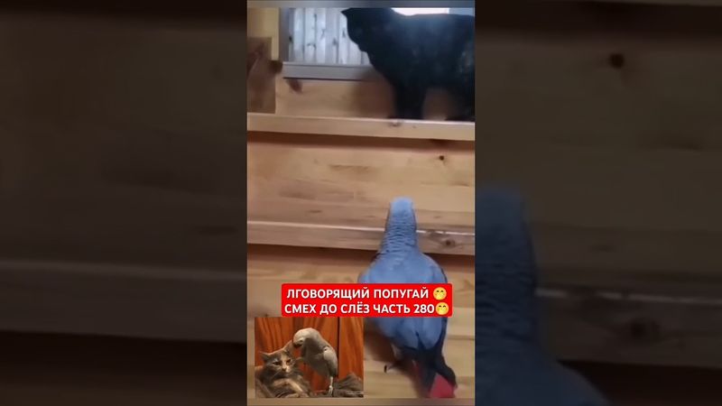 ПОПУГАЙ КУСАЕТ КОШКУ 🙃 СМЕХ ДО СЛЁЗ 179 СЕРИЯ 🤣