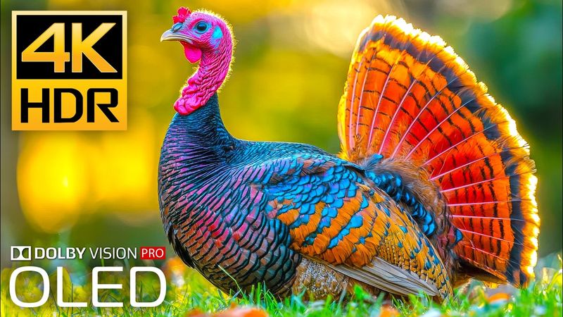 EYE-POPPING 4K HDR Video 120fps - Dolby Vision (4K Video ULTRA HD)