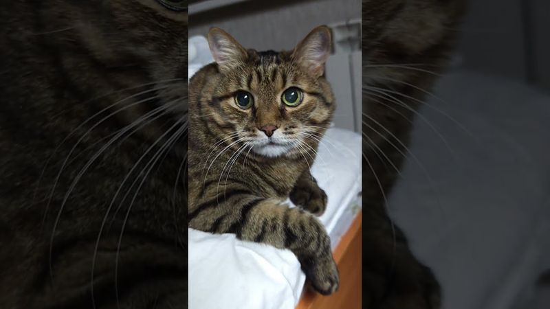 Много денег 💰😉🤔🤣 #cat #кот #юмор  #котушка #приколы #цитаты #смех