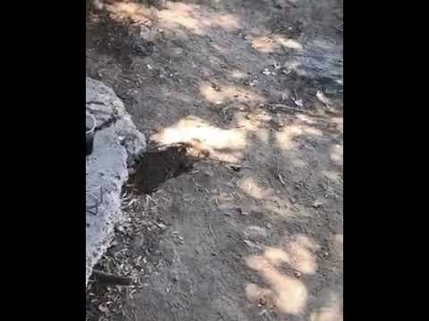 El comedor del soldado mexicano