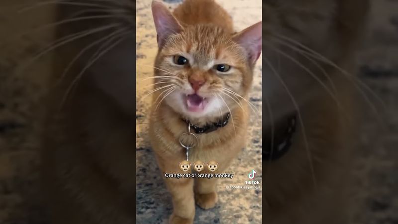 А вы знали коты единственные животные которые могут имитировать голос других животных 😍😍😍