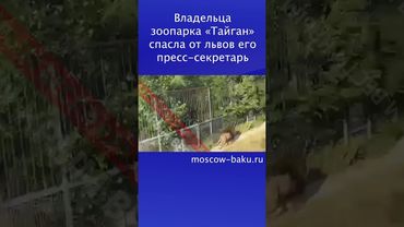 Владельца зоопарка «Тайган» спасла от львов его пресс-секретарь