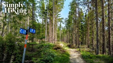 Swedish Forest Escape: 4K Virtual Hike | Calm Nature Walk in Sweden