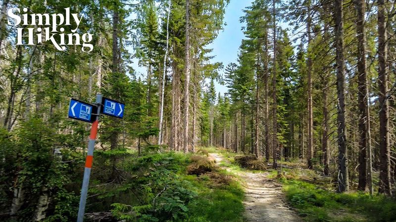 Swedish Forest Escape: 4K Virtual Hike | Calm Nature Walk in Sweden