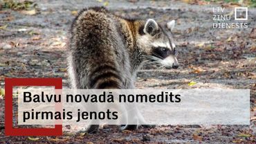 Stompaku meža masīvā mednieku kamerās pamanīta Latvijai neraksturīga invazīvā suga – jenots