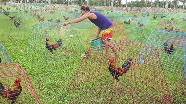 La forma asombrosa en que alimentan a miles de gallos de élite dentro de una enorme granja avícola