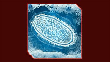 ТУПЫЕ ЧЕЛОВЕКИ ► Plague Inc: Evolved #25