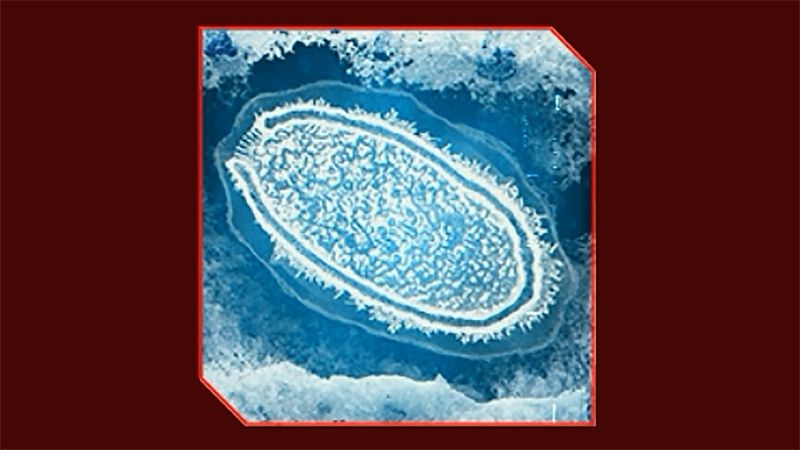 ТУПЫЕ ЧЕЛОВЕКИ ► Plague Inc: Evolved #25