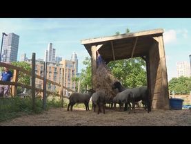 Лёд и грязь: питомцев на городской ферме в Лондоне спасают от жары