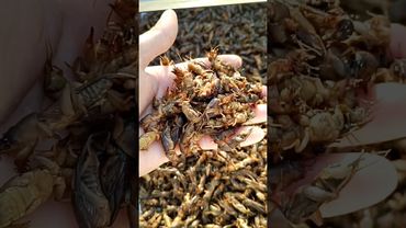 Медведка: кошмар для дачи, праздник для кухни