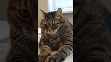 Попал в струю🤔🙀😉🤣 #cat #кот #юмор #приколы #котушка #цитаты #смех