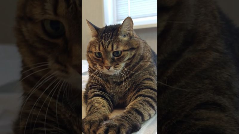 Попал в струю🤔🙀😉🤣 #cat #кот #юмор #приколы #котушка #цитаты #смех