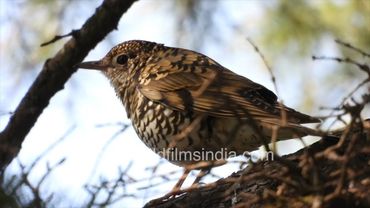 Scaly Thrush is a shy skulking ground bird at our wildfimsindia Jabbarkhet, also Red-headed Tit