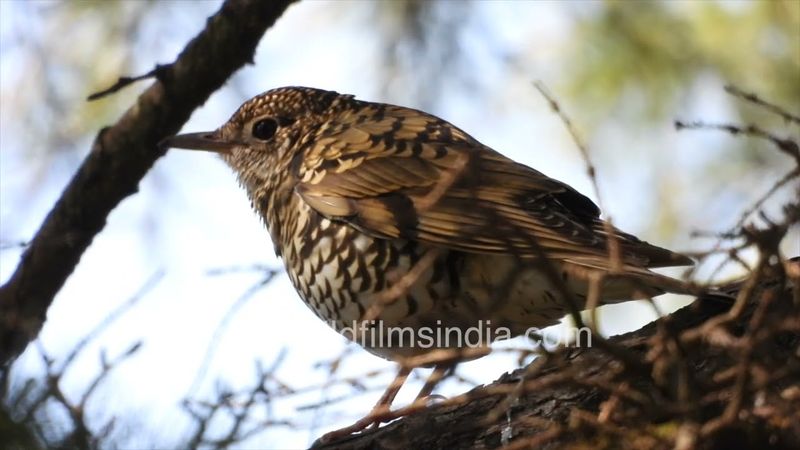 Scaly Thrush is a shy skulking ground bird at our wildfimsindia Jabbarkhet, also Red-headed Tit