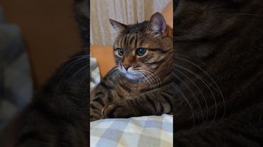 Намного тоньше 🤔😉🙀🤣#cat #кот #юмор #приколы #юмордлявзрослых #популярное #позитив