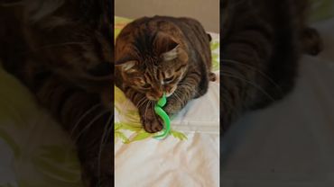 У ваших ног 🙀😉🤔🤣 #cat #кот #юмор #котушка #приколы #цитаты