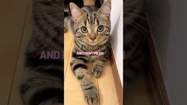 Share this with every cat parent! 🐈