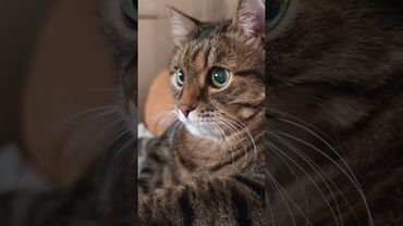 Жизнь не шахматы♟️🐴🙀🤣 #cat #кот #юмор #котушка #цитаты #приколы #смех