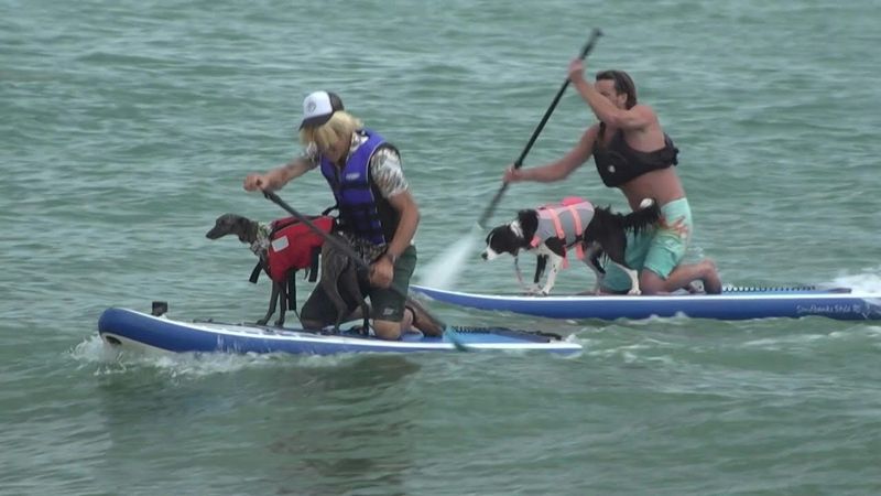 'Absolutely bonkers': UK dog surfing championship breaks world records | AFP