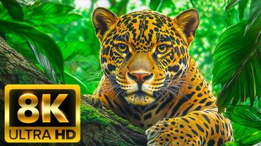 REISE ZUR ENTDECKUNG DES TIERKÖNIGREICHS 8K ULTRA HD / 8K TV