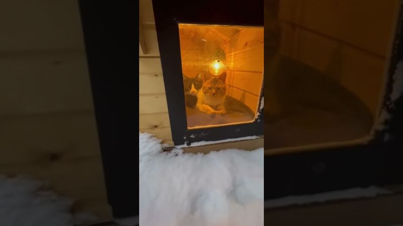 Подписчик вдохновился моими видео про домики для котов, вот что из этого вышло. #cat #котики #cats