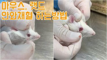 CC) 마우스, 랫드 안와채혈 하는방법