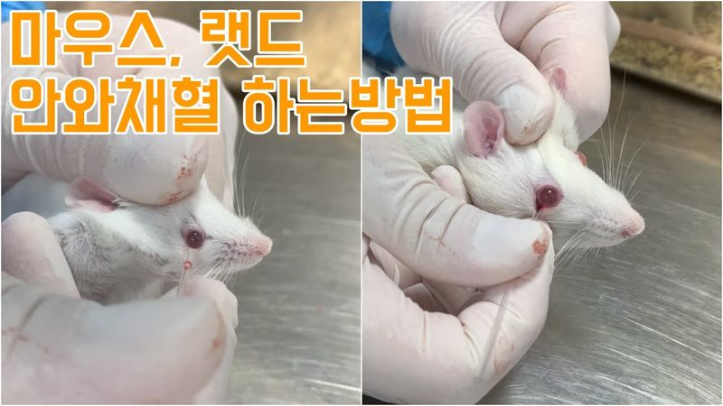CC) 마우스, 랫드 안와채혈 하는방법