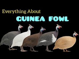 Why the GUINEA FOWL is the BEST Option to Eliminate Ticks and Snakes?