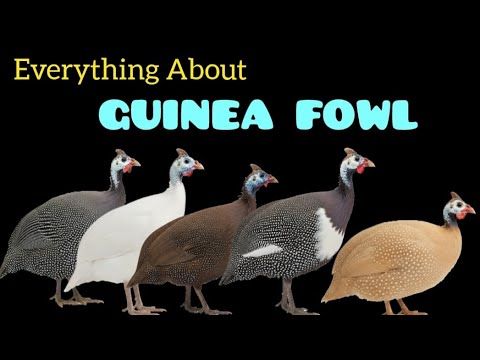 Why the GUINEA FOWL is the BEST Option to Eliminate Ticks and Snakes?