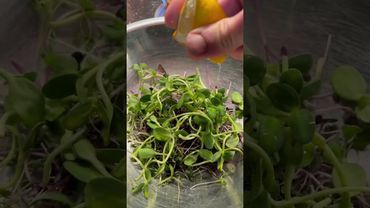 I eat this everyday! #microgreens #sunflower #broccoli #salad #shorts