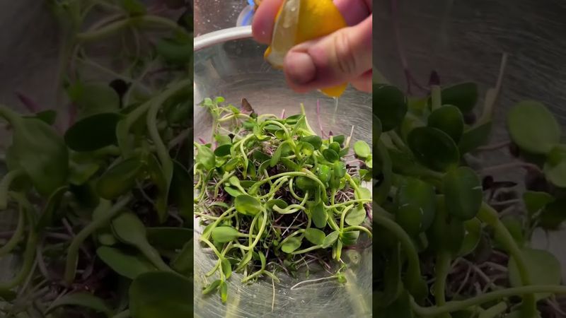 I eat this everyday! #microgreens #sunflower #broccoli #salad #shorts