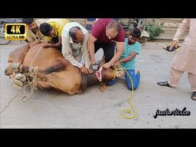 Cow Slaughter 2025 Master City Gujranwala