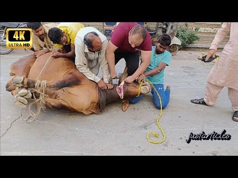 Cow Slaughter 2025 Master City Gujranwala