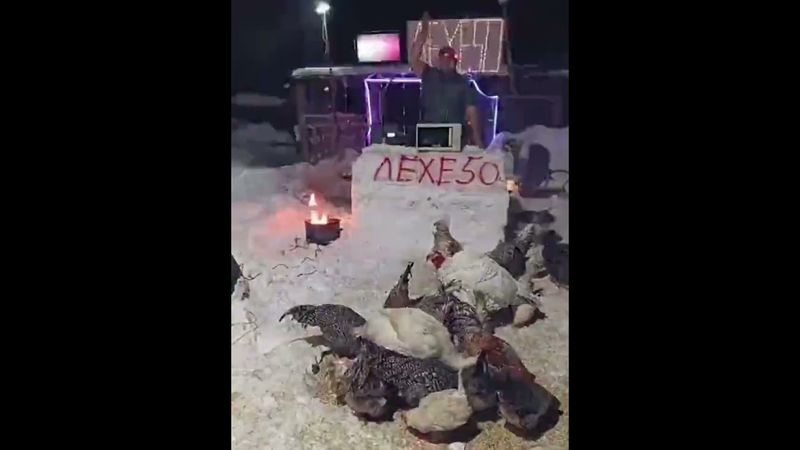 Куриная дискотека Chicken disco