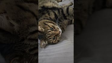 Я хорош в постели 😻🤩🤗🤣 #кот #cat #юмор #котушка #цитаты #приколы